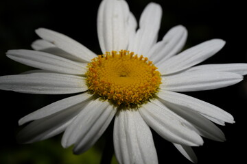 Obraz premium close up of Leucanthemum maximum 