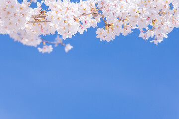 嵐山の桜