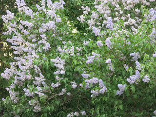 Obraz na płótnie Canvas bush of exuberantly blooming blue lilac