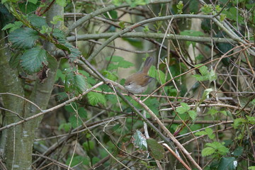 cettis warbler (Cettia cetti) a very unobtrusive warbler that can be extremely difficult to see