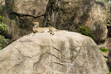 Gepard sonnt sich auf dem Felsen 