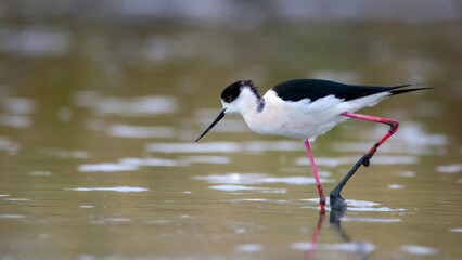 Black-winged stilt