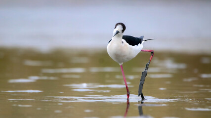 Black-winged stilt