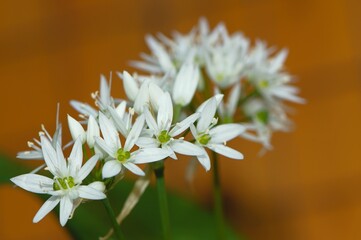 Piękne kwiaty kwitnącego wiosną czosnku niedźwiedziego (Allium ursinum) © Lancan