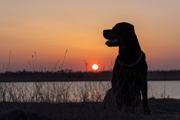 Silhouette of dog of Rottweiler breed that sits on shore of lake and listens to sounds agains...
