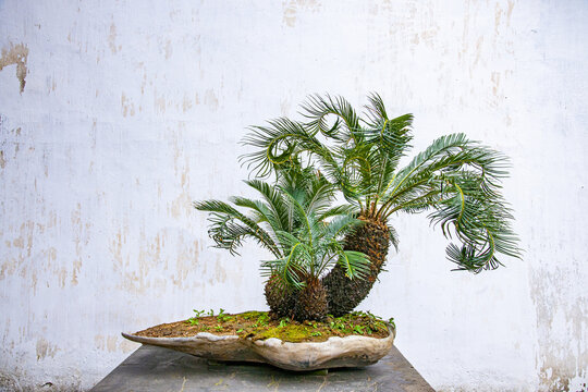 Huangpu district, Shanghai yuyuan garden "cycas" bonsai