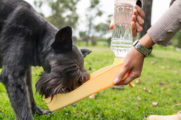 black dog drinking water from bottle tired in the park