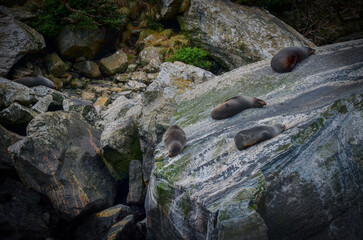 seals and rocks