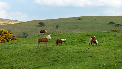 wild Dartmoor Ponies in National park, Devon UK