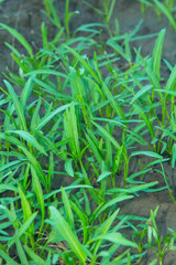 Chinese morning glory is growing and growing for food and industrially sold to be sold in the vegetable market and exported as organic vegetables for people to eat safely and with no residues.