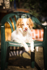 Cute kokoni dog posing for photoshooting