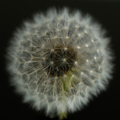 Pusteblume