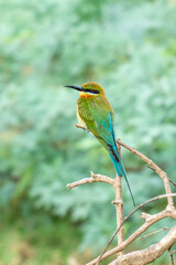 European bee-eater ( Merops apiaster ) is sitting on a twig