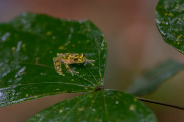 Reticulated Glass Frog - Hyalinobatrachium valerioi, beautiful small green and yellow frog from Central America forests, Costa Rica.