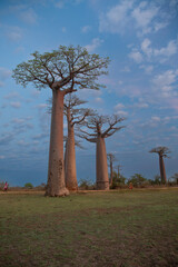 Beautiful Baobab trees at sunset at the avenue of the baobabs in Madagascar