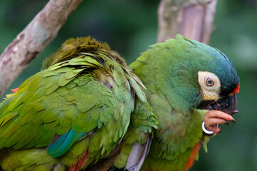 A pair of green parrots. Brazil