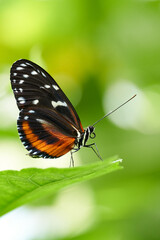 Obraz na płótnie Canvas Tithorea Tarricina butterfly sitting on green leaf. isolated. close-up