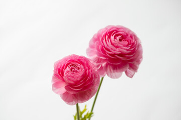 白背景のラナンキュラス