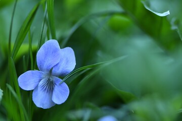 Niebieski fiołek ogrodowy (Violaceae) pośród trawy. Płytka głębia ostrości - obrazy, fototapety, plakaty