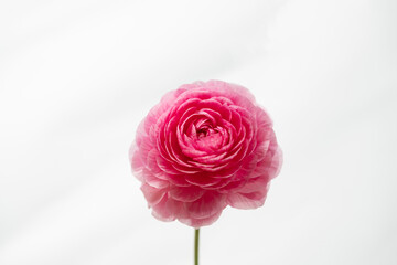 白背景のラナンキュラス