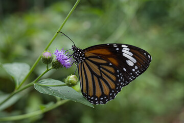 monarch butterfly on a flower