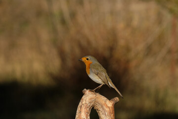 close- up Robin perched on a branch with brown background Erithacus rubecula,