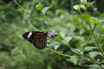 butterfly on a flower