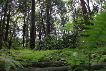 Fototapeta na wymiar 森の中に自生する野草や木