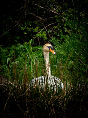 swan on the nest 