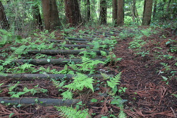 森の中に自生する野草や木