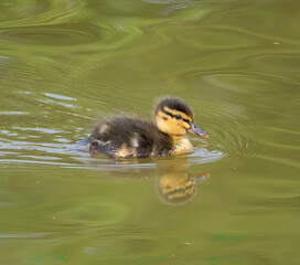 small duckling
