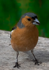 chaffinch