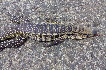 Lizard roadkill