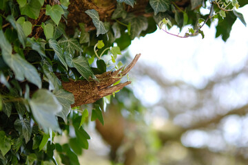 Branche d'arbre cass&eacute;e avec lierre sauvage