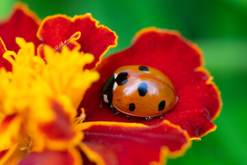 Fototapeta premium Ladybug on flower