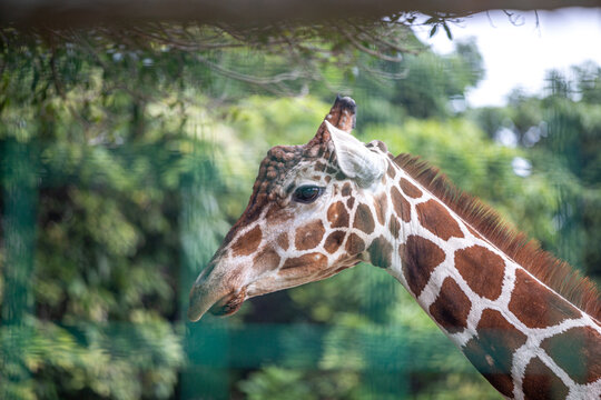 close up of a giraffe