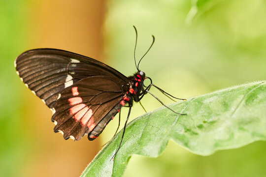 Parides butterfly sitting on green leaf. isolated. close-up
