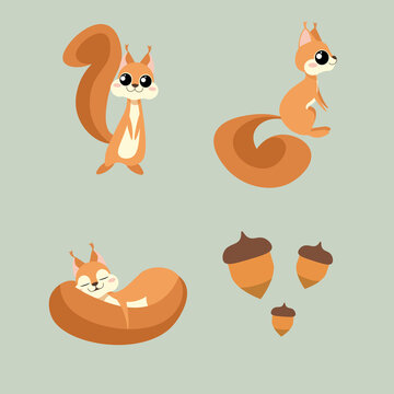 Set of beautiful character squirrels on green background. Vector illustration charming animals in different poses front and side view, sleeping and acorns near in cartoon style.