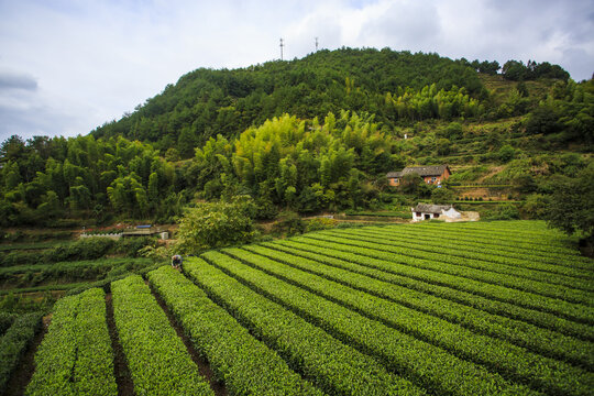 SongYang, An Ancient Village And Green Terraces