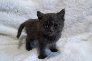 funny little kitten looking at the camera