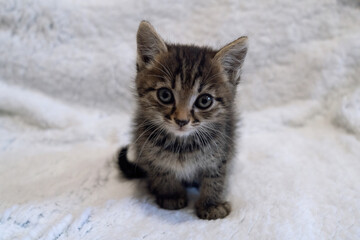 cute fluffy kitten looks at the camera. tabby kitten