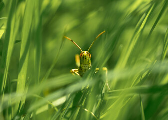 Grasshopper on the grass