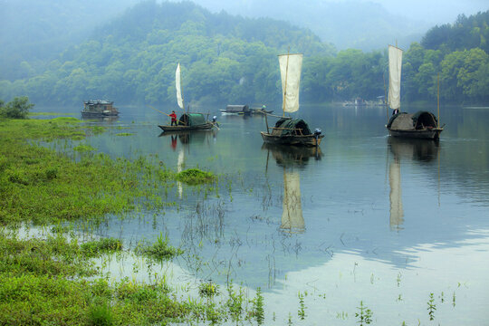 Zhejiang lishui lotus scenic areas with white sailing boats