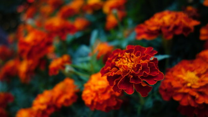 Red and yellow flowers