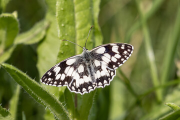 marblebutterfly_016.