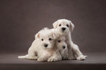 three puppies white schnauzer on a brown background. Cute dog portrait