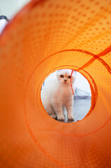 Serious cat looks with displeasure into his toy tunnel, he does not like it and he is angry that...