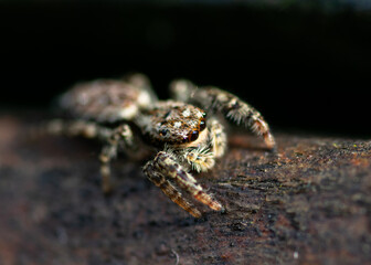 close up of an spider