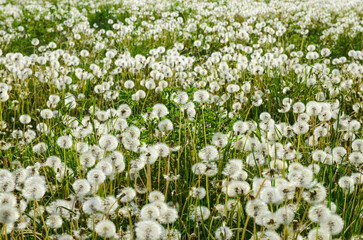 Dandelion flower on meadow. Dandelion seeds head in green field. Dandelion seed fluffy blow ball blowing in the wind.  