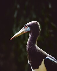 Wildlife Birds in Good Behavior. High quality photo